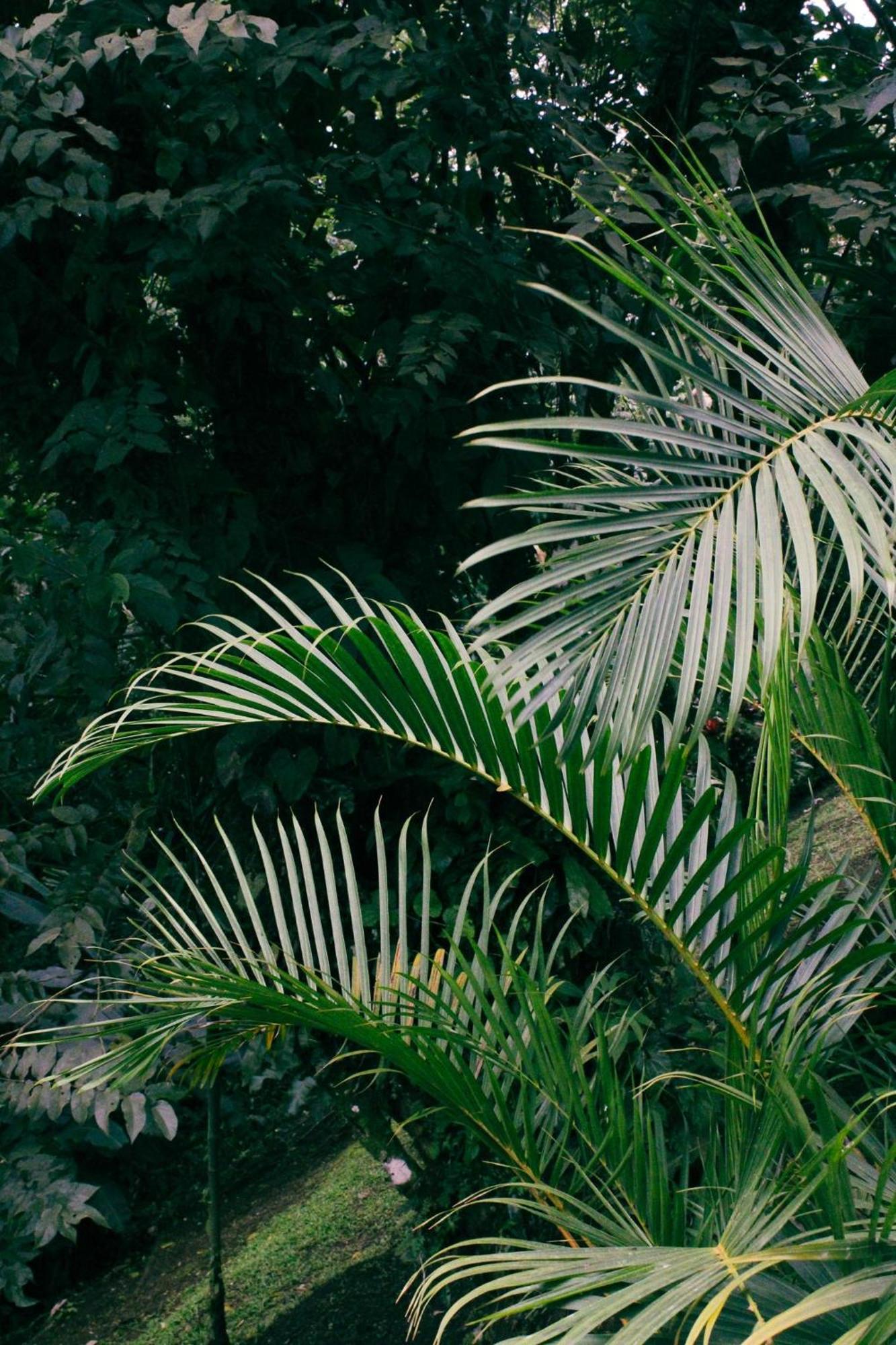 Sueno Rio Celeste Boutique B&B Bijagua Kültér fotó
