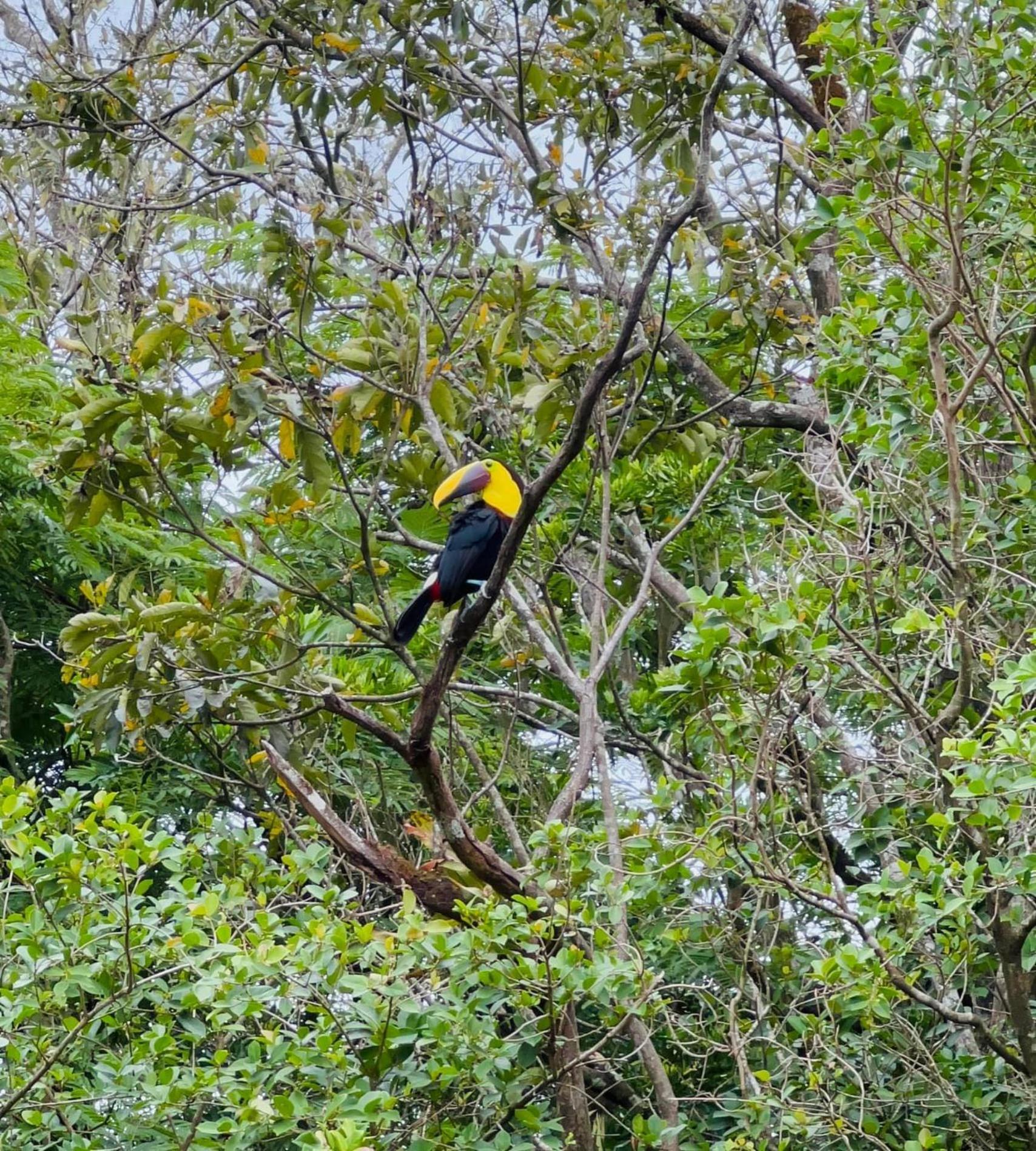 Sueno Rio Celeste Boutique B&B Bijagua Kültér fotó